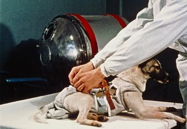 First animal in space: Laika the Soviet space dog