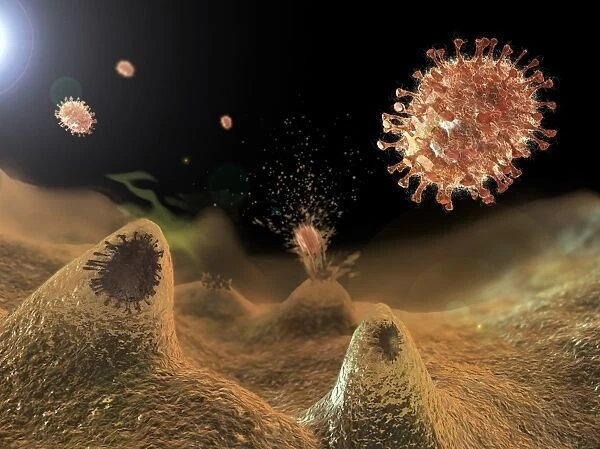 Flu viruses. Influenza viruses (brown) budding from a host cell