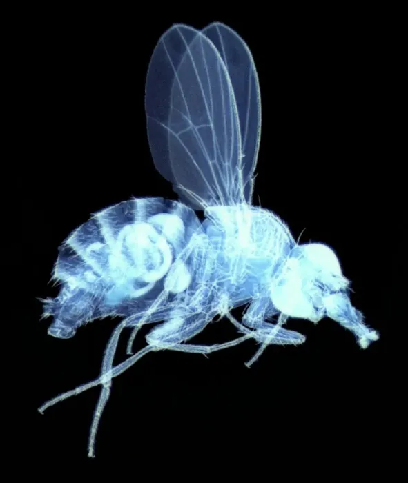 Framed Print : Fly, light micrograph Print