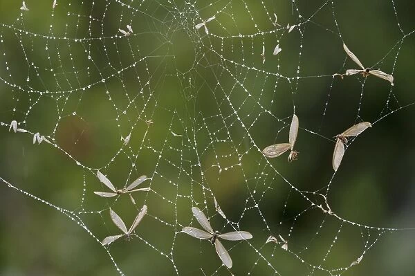 Flying ants trapped in a spiders web