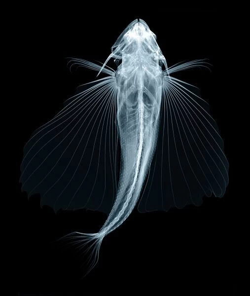 Flying fish, X-ray