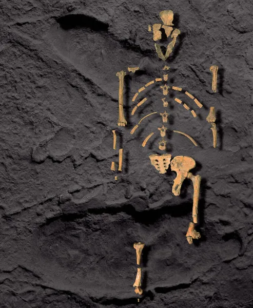 Footprints and skeleton of Lucy