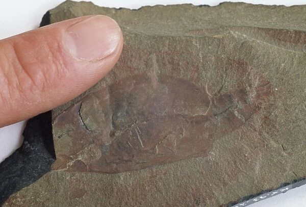 Fossil crustacean