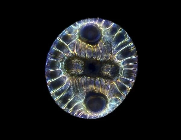 Fossil diatom, light micrograph C016  /  8603