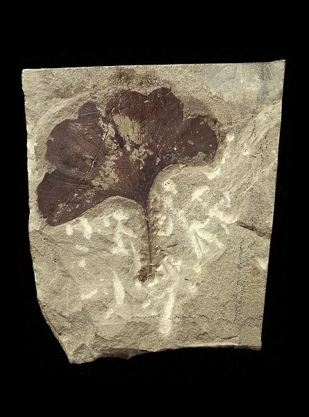 Fossil maidenhair tree leaf C016  /  5952