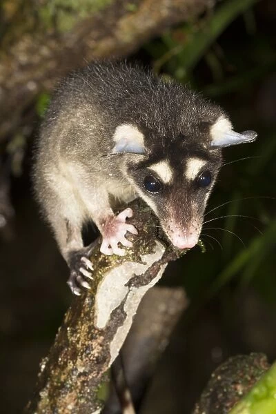 Four-eyed opossum C016  /  6242