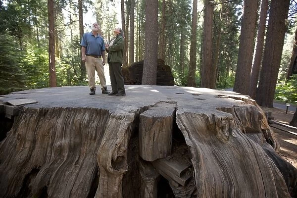 Giant sequoia tree stump
