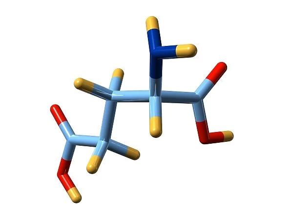 Glutamic acid, molecular model