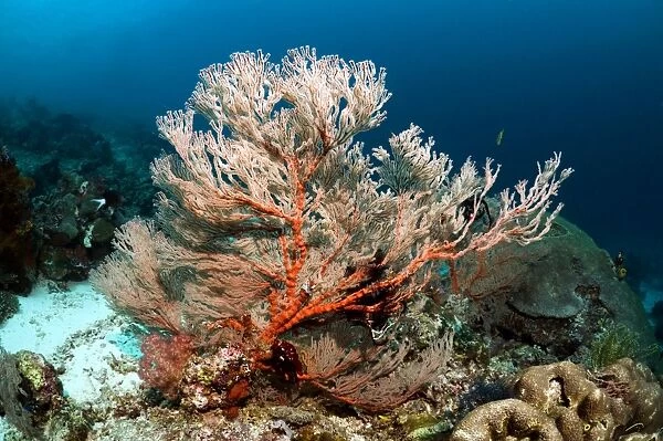 Gorgorian. Gorgonian, or sea fan, on a coral reef