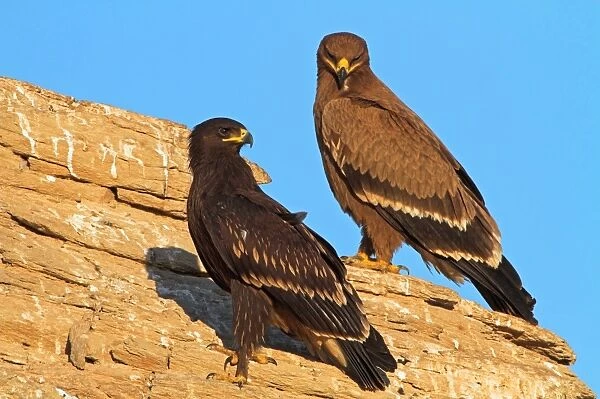 Greater spotted eagles C018  /  1814