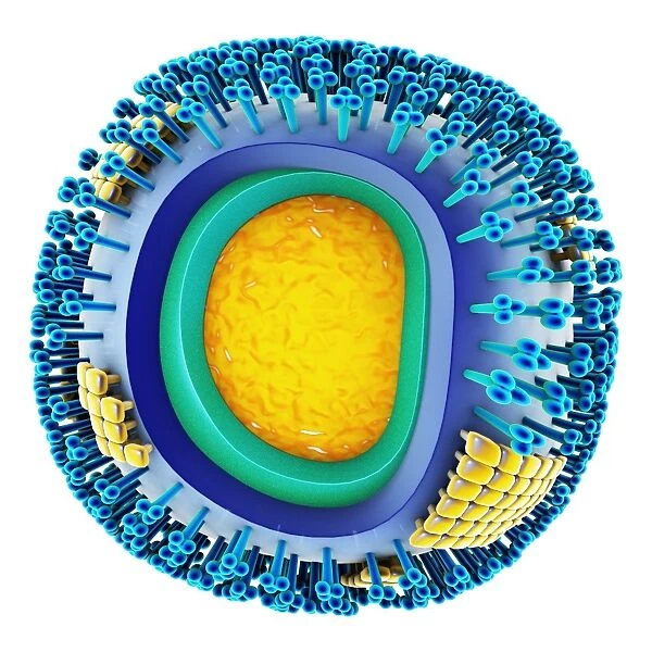 H1N1 flu virus particle, artwork