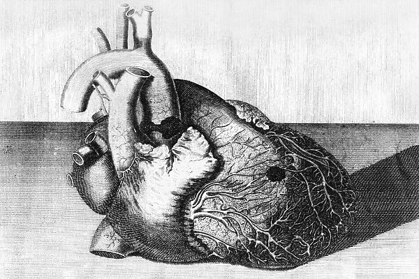 Heart of King George II, engraving