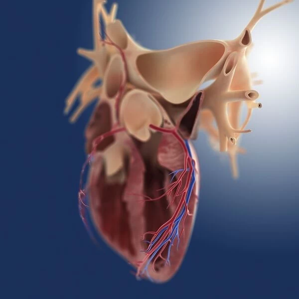 Hearts coronary blood vessels, artwork