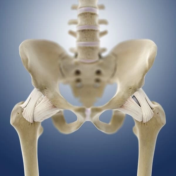 Hip ligaments, artwork C013  /  4432