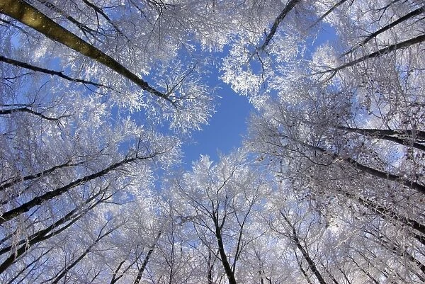 Hoar frost on trees