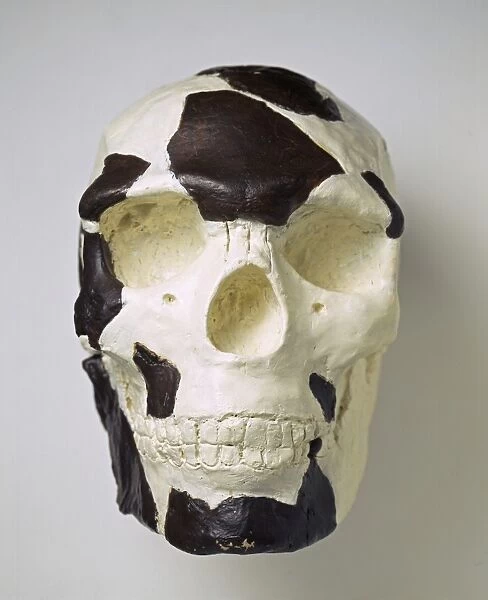 Homo sapiens cranium (Omo 1) C016  /  5173