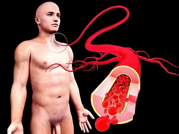 Human arteries, artwork F008  /  1025