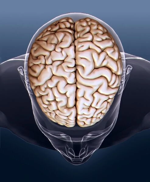 Human brain, MRI scan C016  /  6405