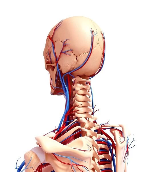 Human cardiovascular system, artwork F007  /  4189