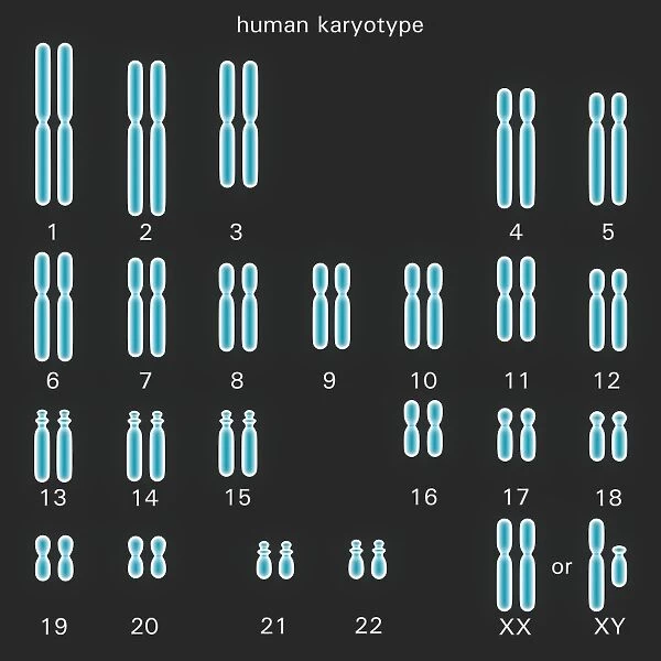 Human karyotype, artwork F007  /  6432