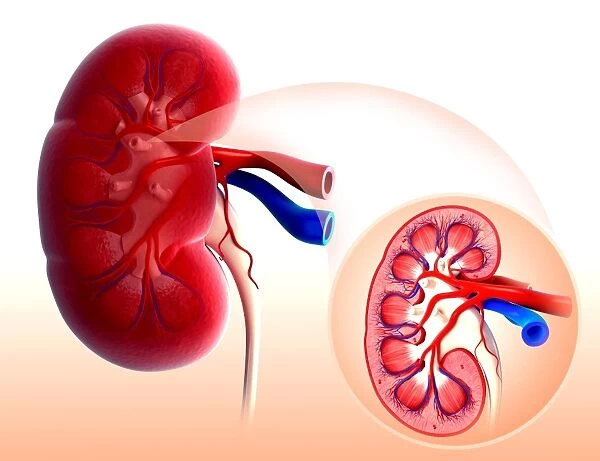 Human kidney, artwork