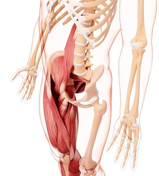 Human leg musculature, artwork F007  /  2939