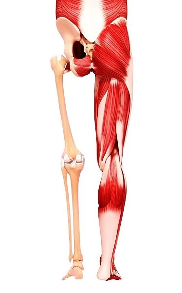 Human leg musculature, artwork F007 / 4954 For sale as Framed