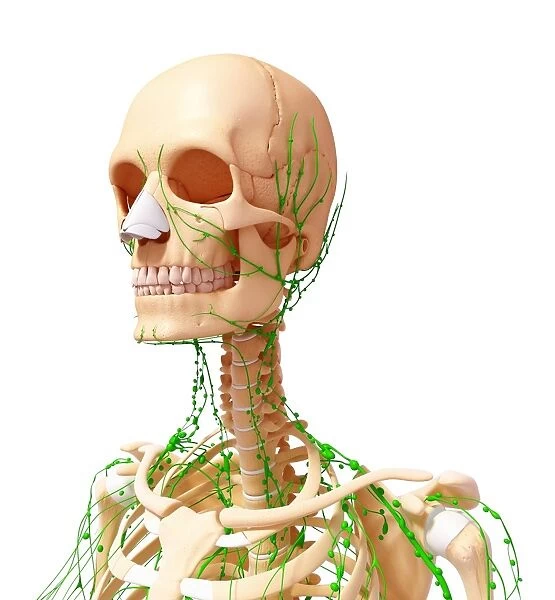 Human lymphatic system, artwork F007  /  5378