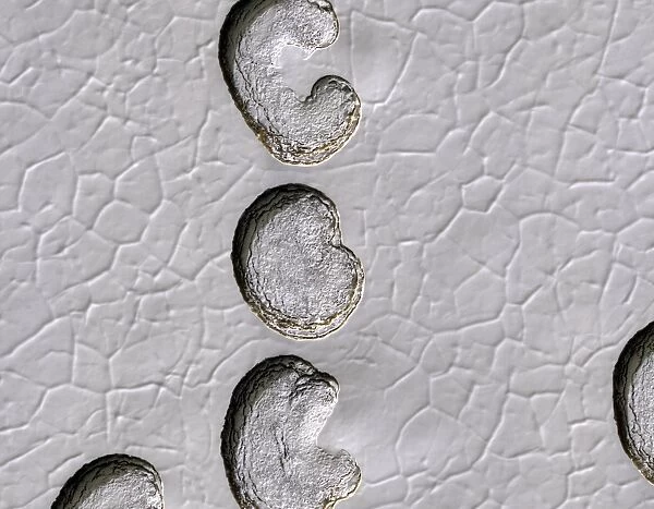 Ice cap erosion on Mars, satellite image