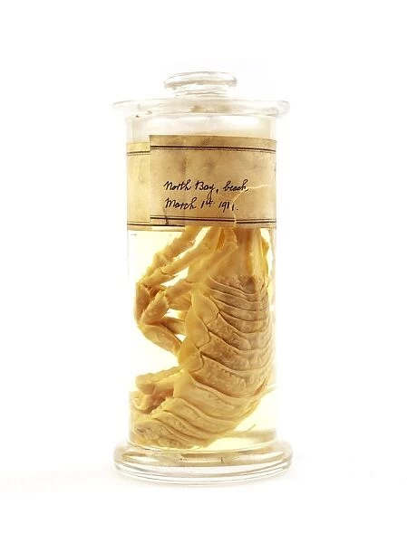 Isopod specimen C016  /  6199