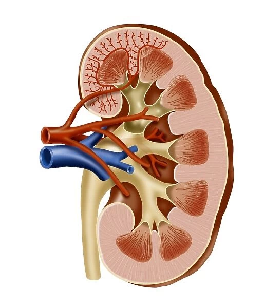 Kidney anatomy, artwork