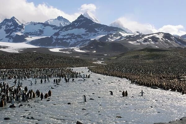 King penguin breeding colony