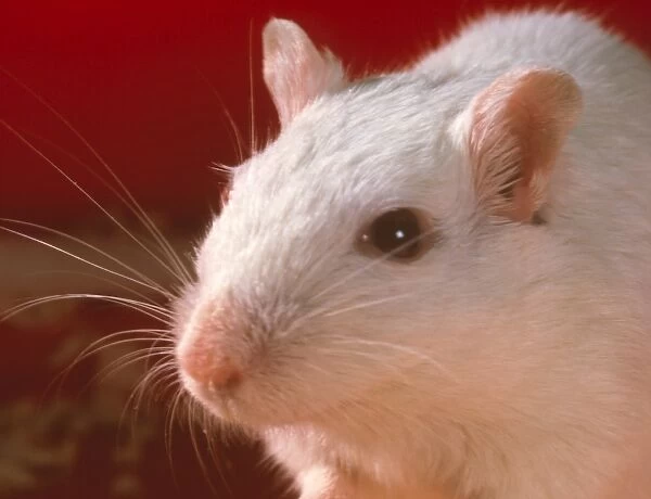 Laboratory gerbil. Laboratory gerbil for use in animal experiments