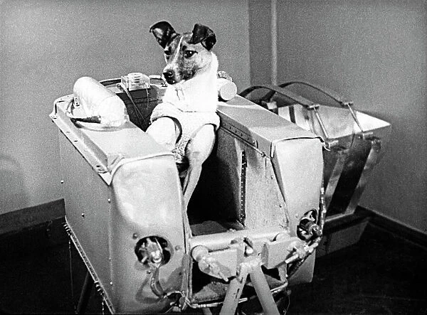 Laika the space dog. First animal in space