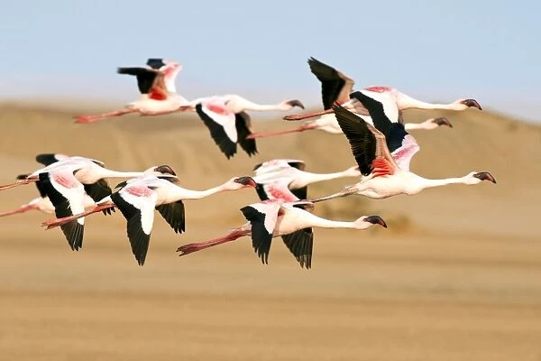 Lesser Flamingoes in Flight C018  /  9328