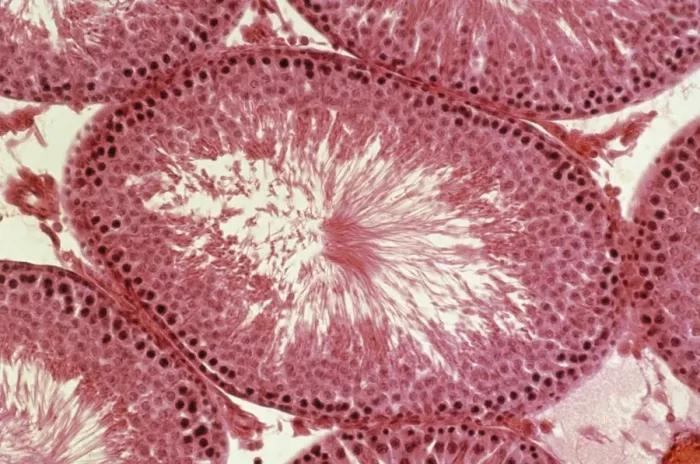 Framed Print : Light Micrograph Print of Rat Testis Section Framed Print : Light Micrograph Print of Rat Testis Section