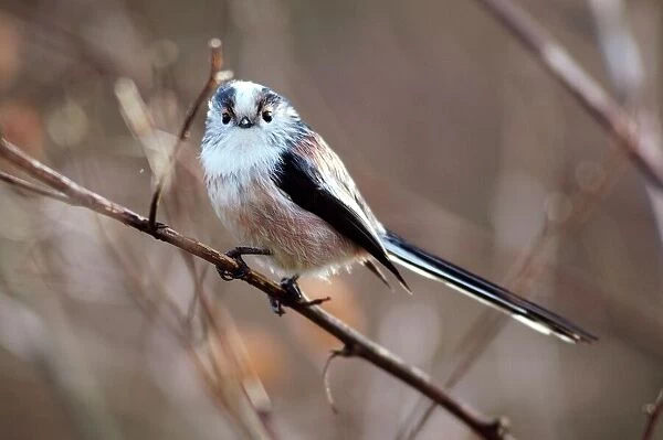 Long-tailed tit (Aegithalos caudatus) perching on a branch