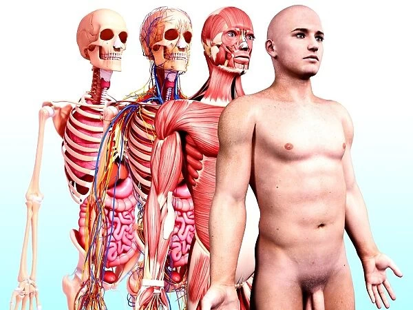 Male anatomy, artwork F008  /  1031