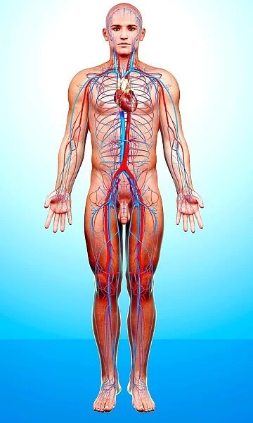 Male cardiovascular system, artwork F008  /  1312