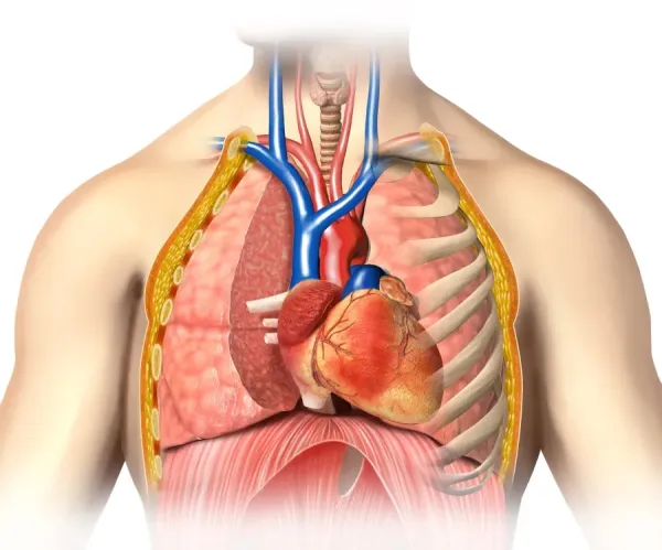 Male chest anatomy, artwork