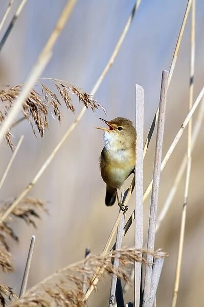 Male Eurasian reed warbler singing