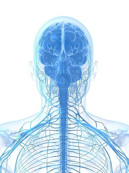Male nervous system, artwork