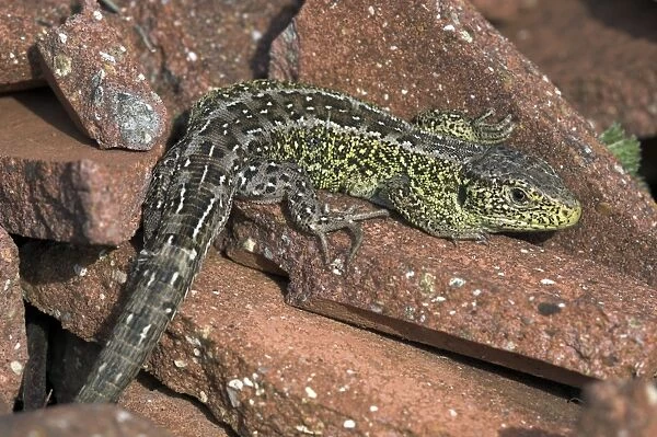Male sand lizard