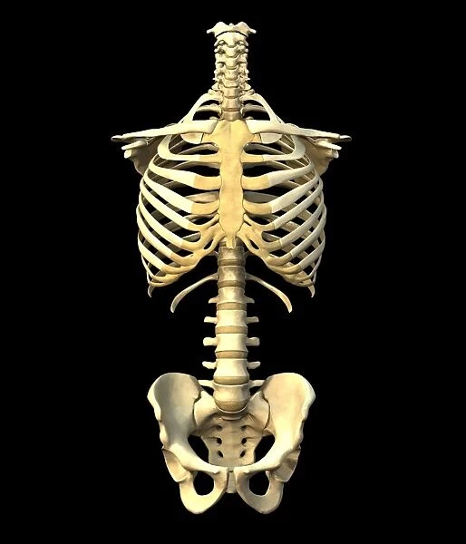 Male torso skeleton