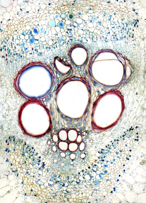 Framed Print : Marrow stem print, light micrograph