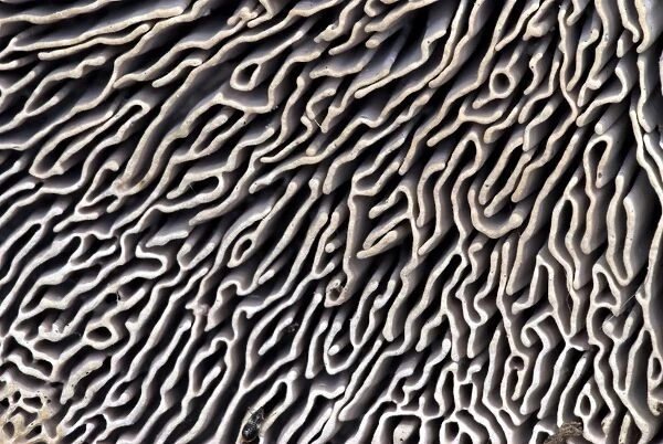 Maze-gill fungus underside