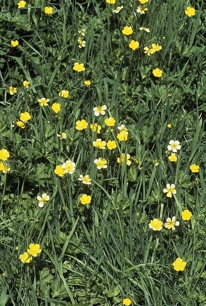 Meadow buttercup (Ranunculus acris)