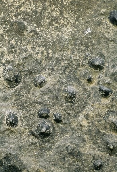 Mollusc fossil shells