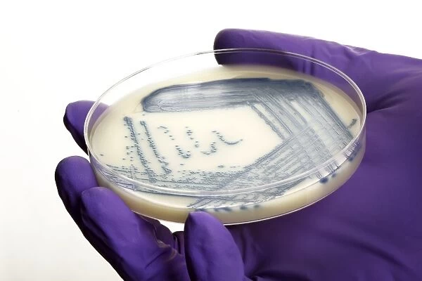 MRSA bacteria in a petri dish