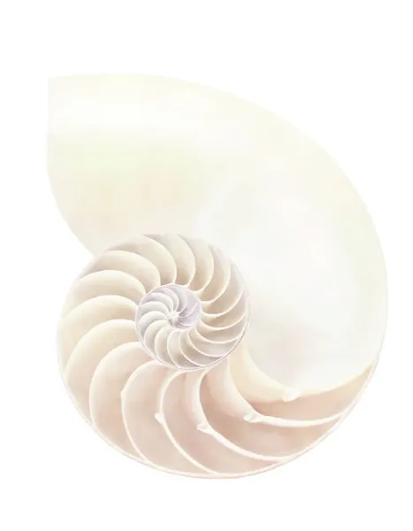 Nautilus Shell Section Through The Shell Of A Nautilus 630 Nautilus Shell Section Through The Shell Of A Nautilus 630